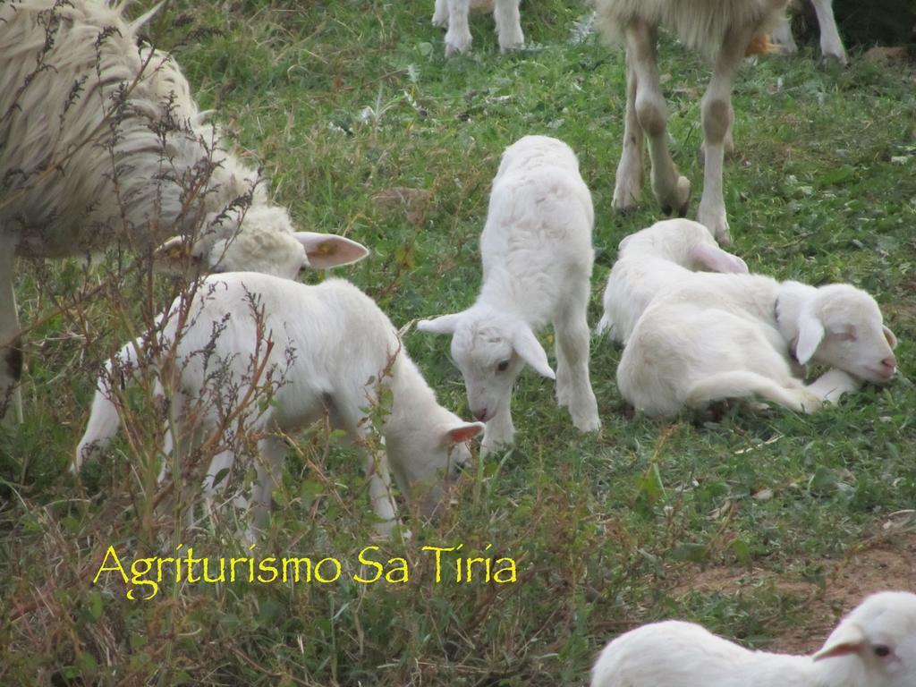 Agriturismo Sa Tiria Teulada Exteriér fotografie